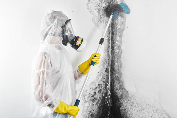 Best Emergency Mold Remediation  in Argo, AL