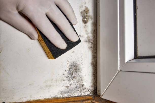 Best Attic Mold Removal  in Argo, AL